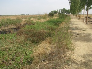 Etat courant d'enherbement d'un canal avant l'activation des OERT